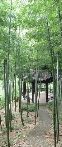 Sea of Bamboo, Anji, Zhejiang